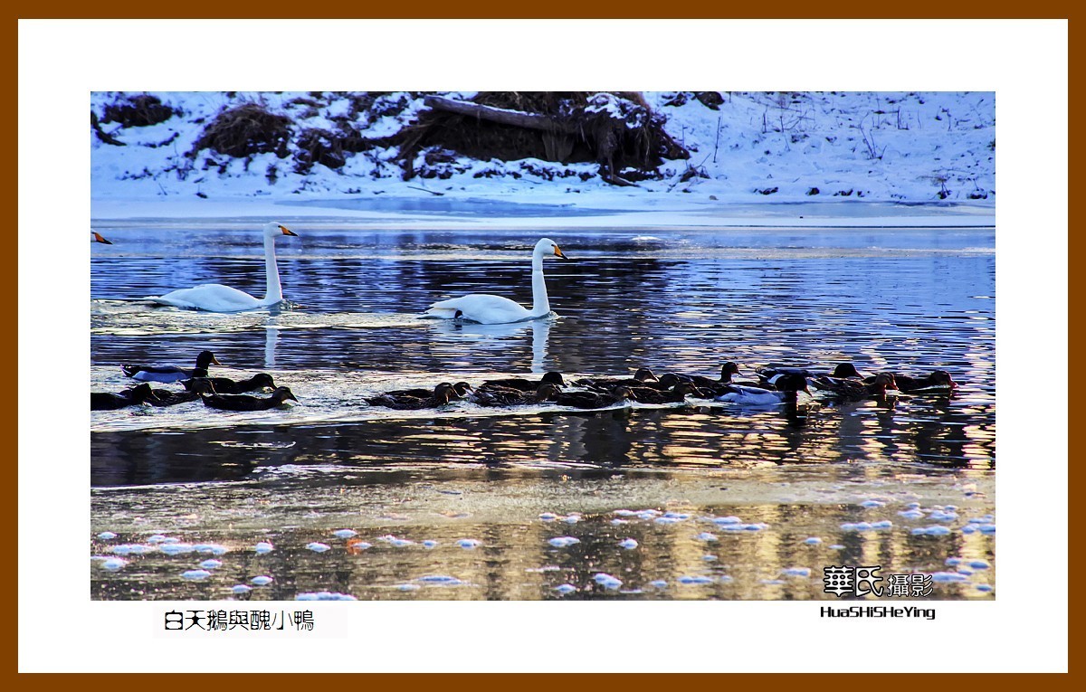 美色辽宁——白天鹅与丑小鸭（朝阳市北票南八家子乡红村天鹅湾）
