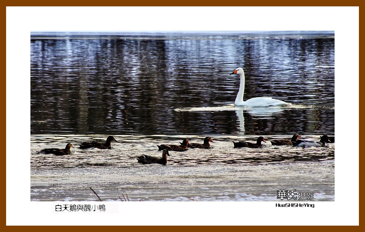美色辽宁——白天鹅与丑小鸭（朝阳市北票南八家子乡红村天鹅湾）