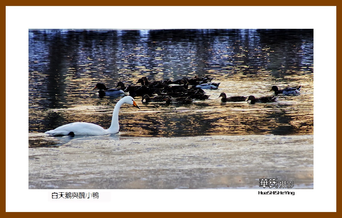 美色辽宁——白天鹅与丑小鸭（朝阳市北票南八家子乡红村天鹅湾）