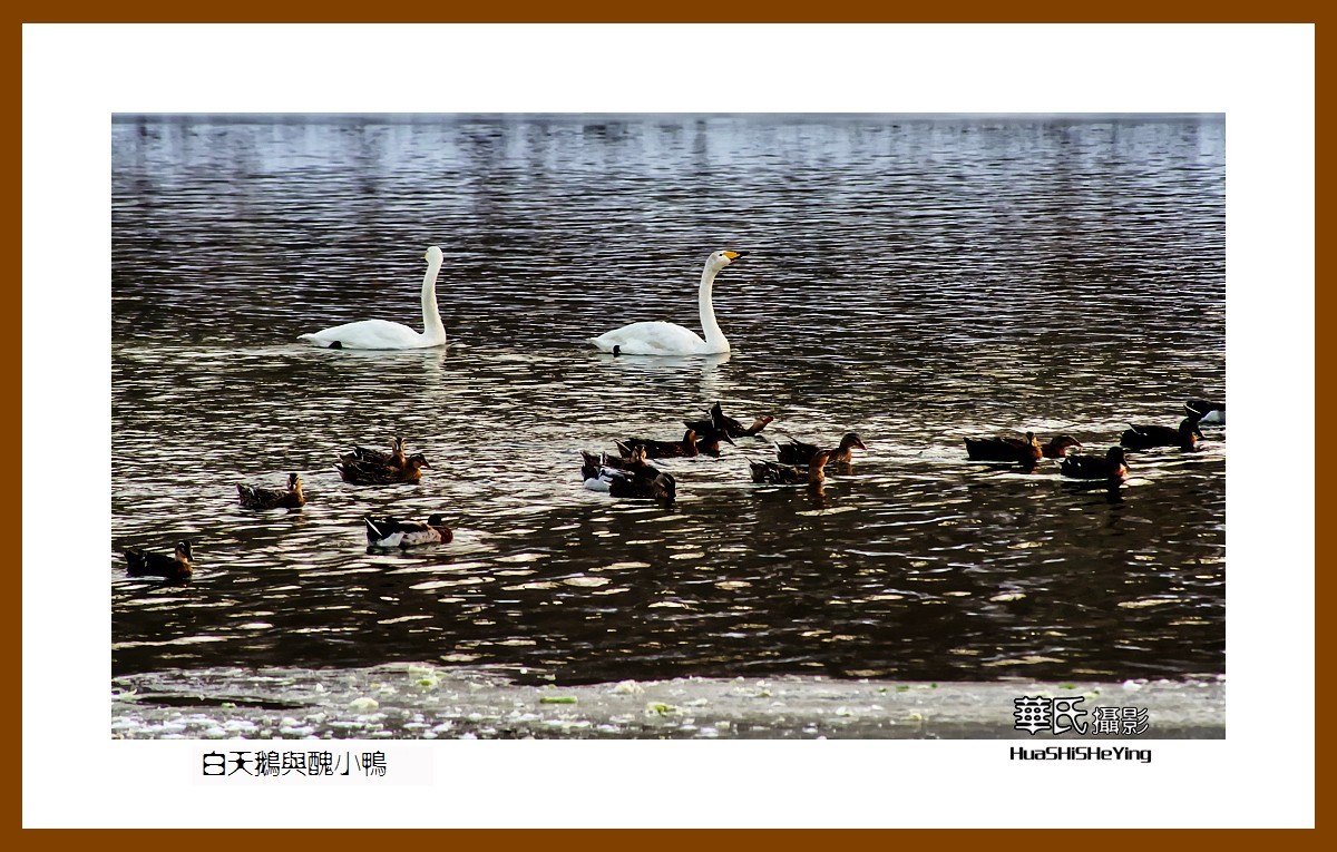 美色辽宁——白天鹅与丑小鸭（朝阳市北票南八家子乡红村天鹅湾）
