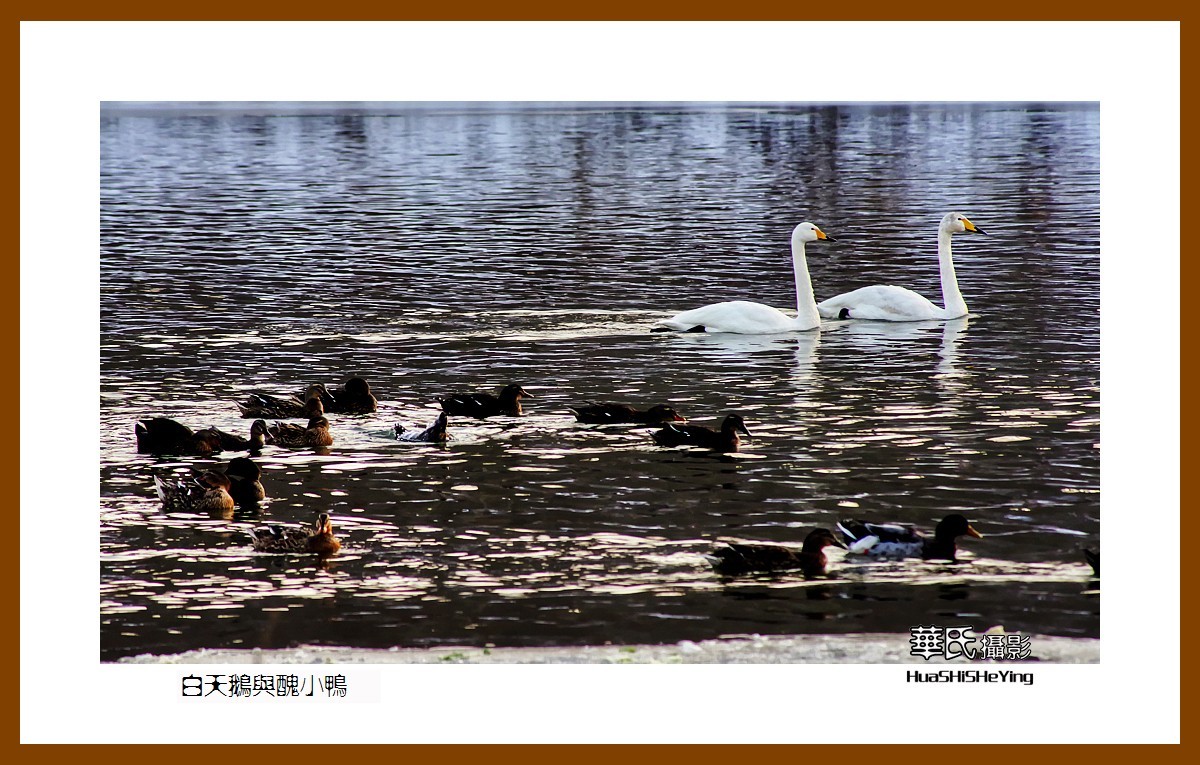 美色辽宁——白天鹅与丑小鸭（朝阳市北票南八家子乡红村天鹅湾）