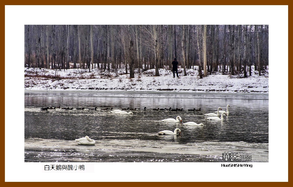 美色辽宁——白天鹅与丑小鸭（朝阳市北票南八家子乡红村天鹅湾）