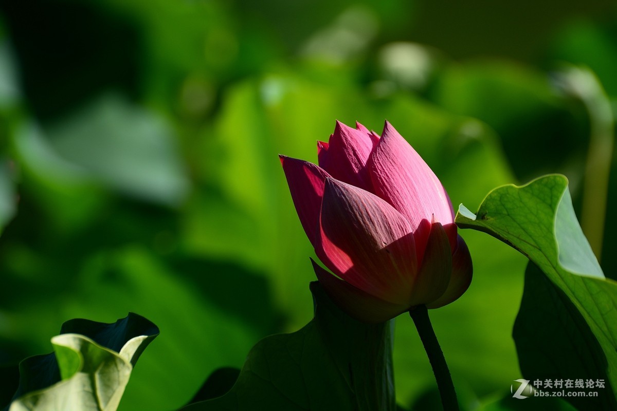 荷花和惜花之人
