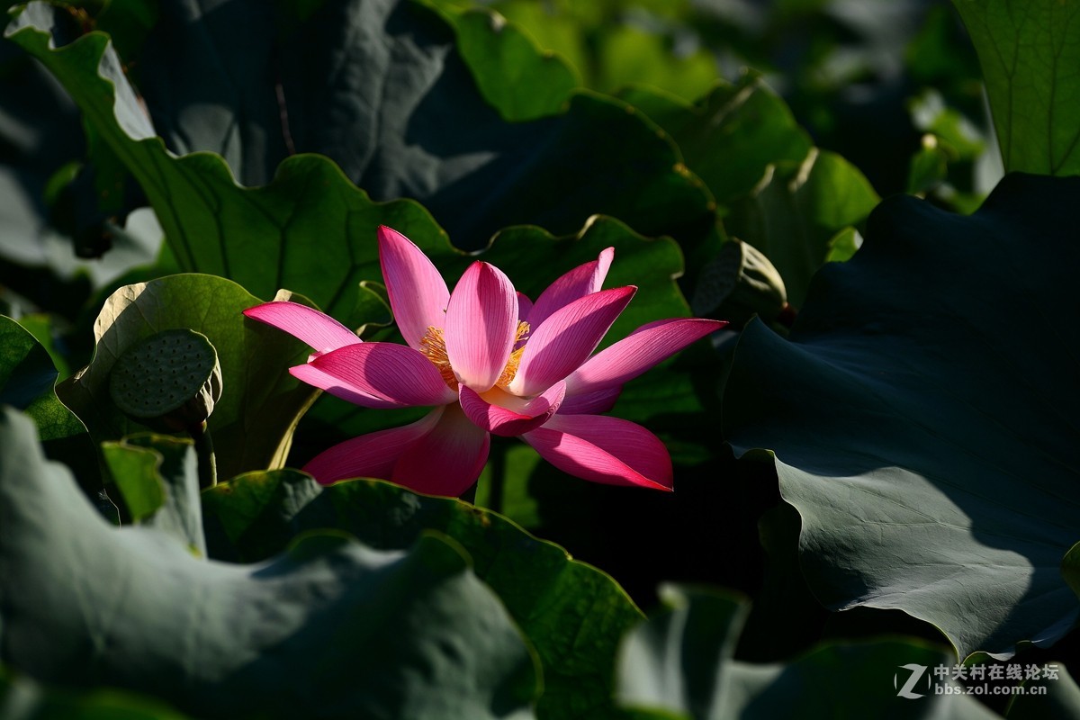 荷花和惜花之人