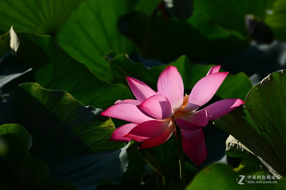 荷花和惜花之人
