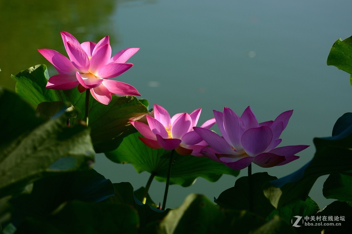 荷花和惜花之人