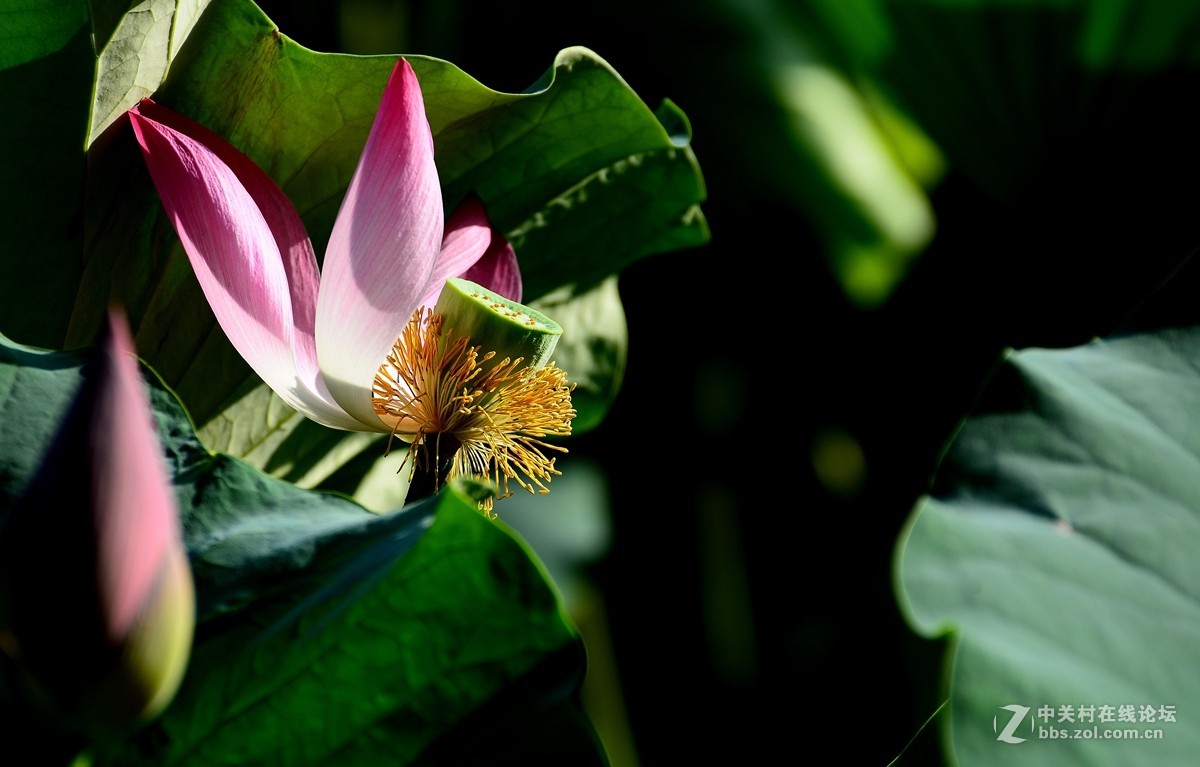荷花和惜花之人