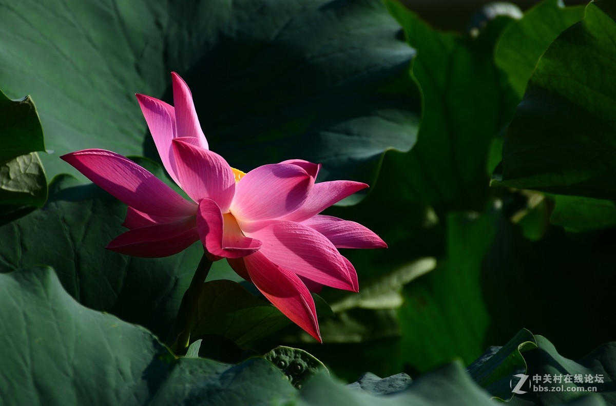 荷花和惜花之人