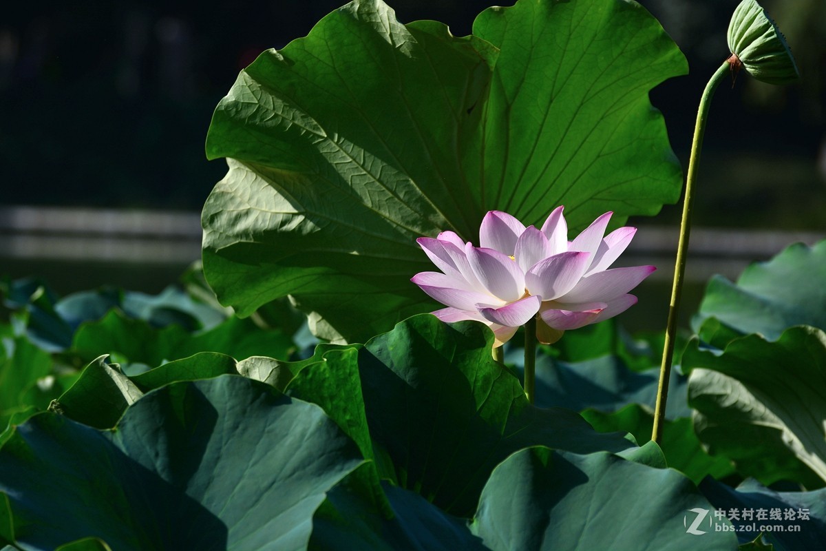 荷花和惜花之人