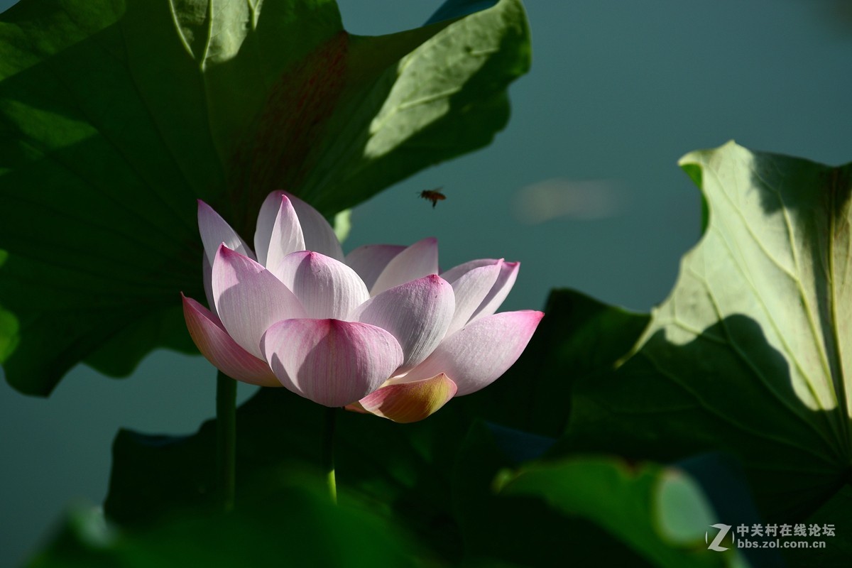 荷花和惜花之人