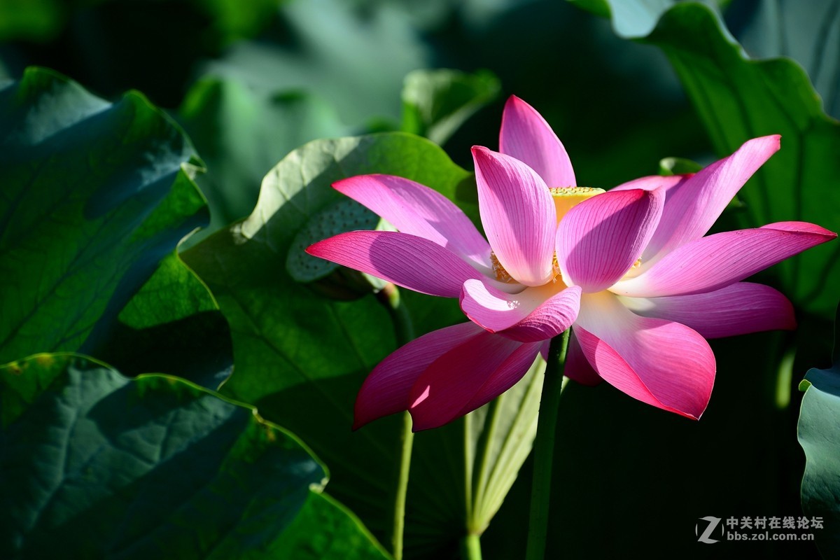 荷花和惜花之人