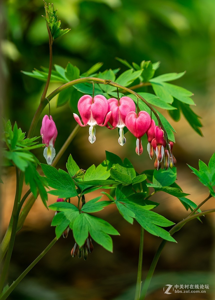 荷包牡丹-中关村在线摄影论坛