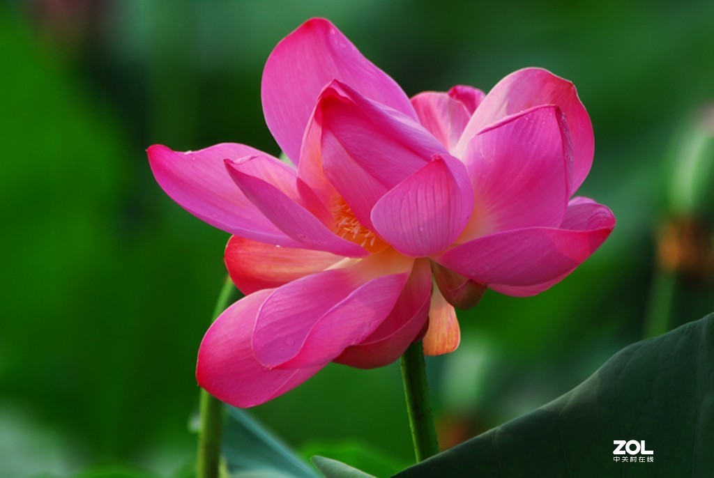 映日荷花别样红