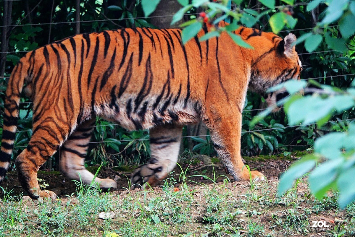 旅游--扬州动物园《3》