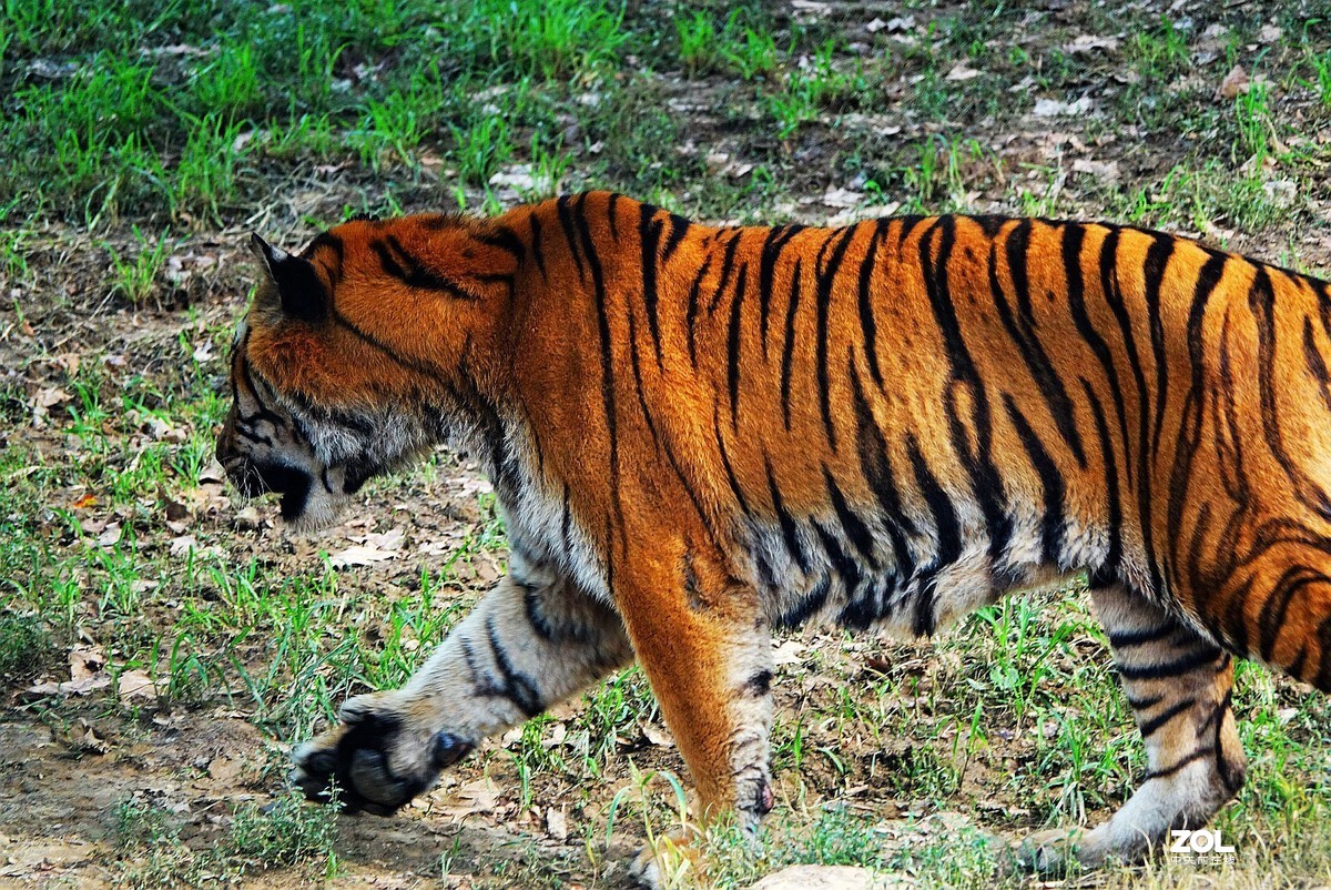 旅游--扬州动物园《3》