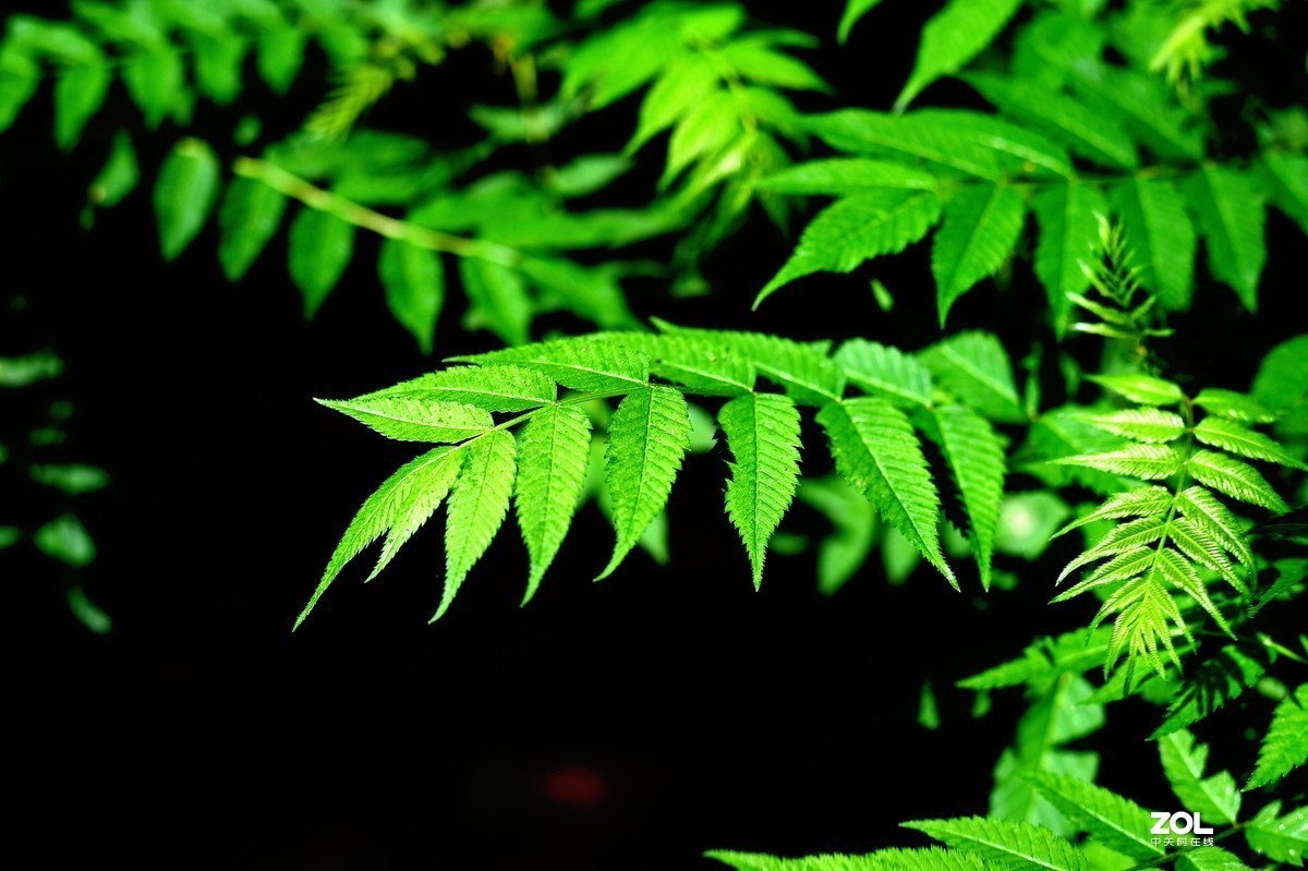 那些曾经的回忆（三）尼康D4s