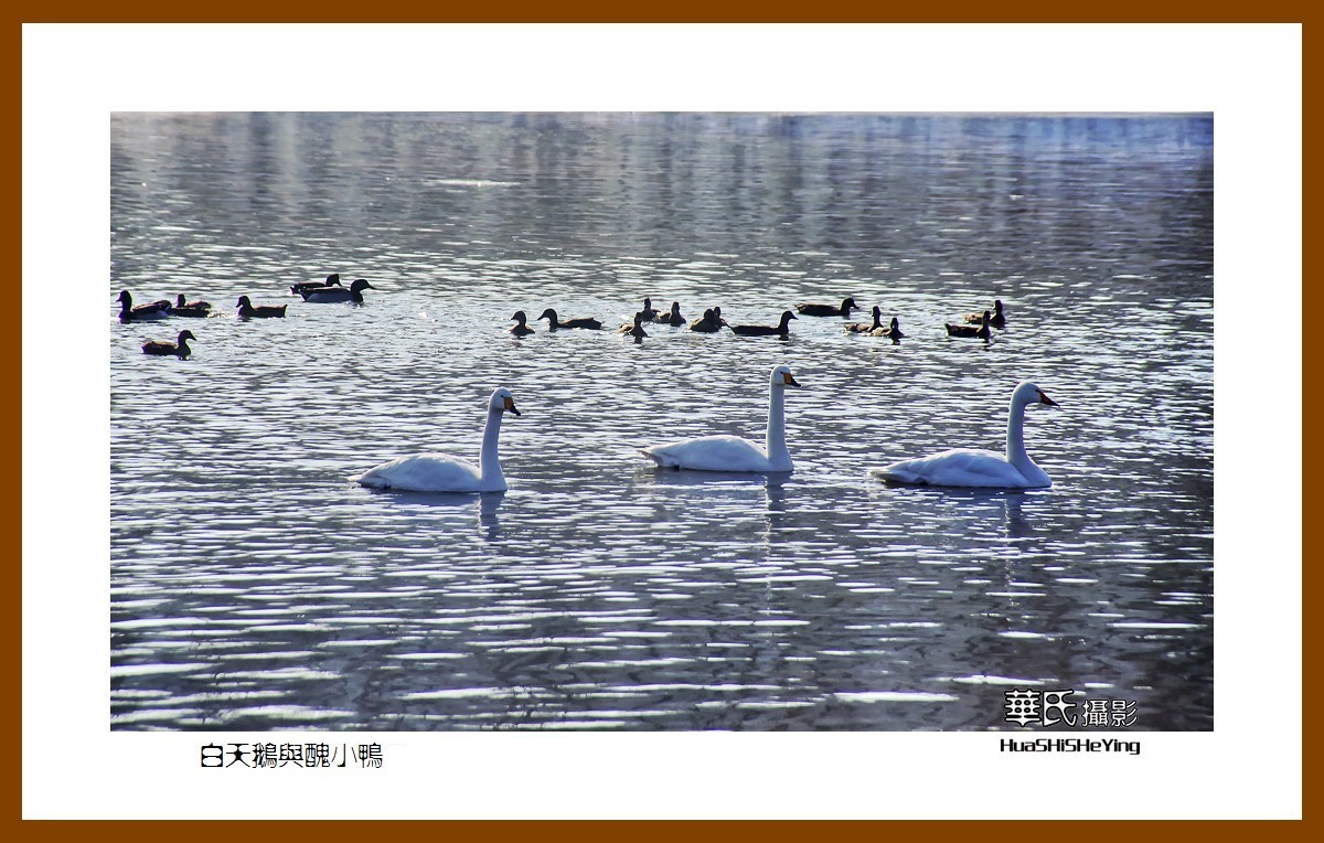 美色辽宁——白天鹅与丑小鸭（朝阳市北票南八家子乡红村天鹅湾）