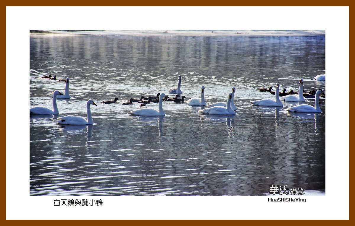 美色辽宁——白天鹅与丑小鸭（朝阳市北票南八家子乡红村天鹅湾）