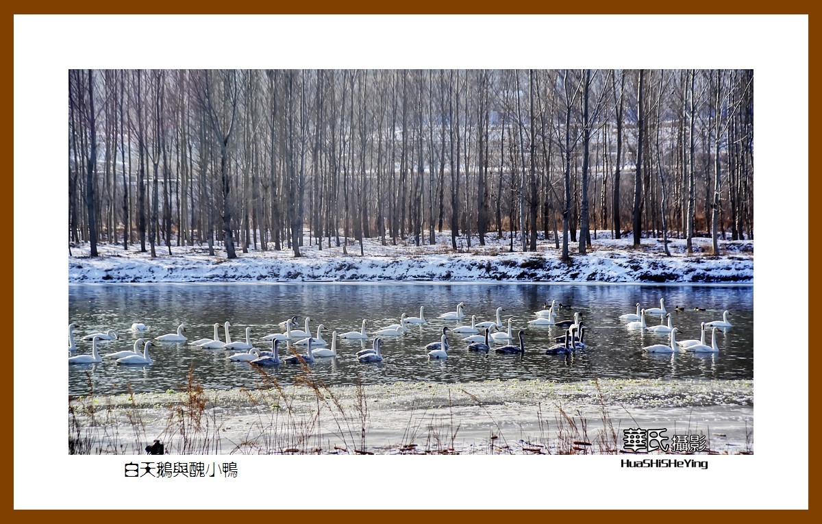 美色辽宁——白天鹅与丑小鸭（朝阳市北票南八家子乡红村天鹅湾）