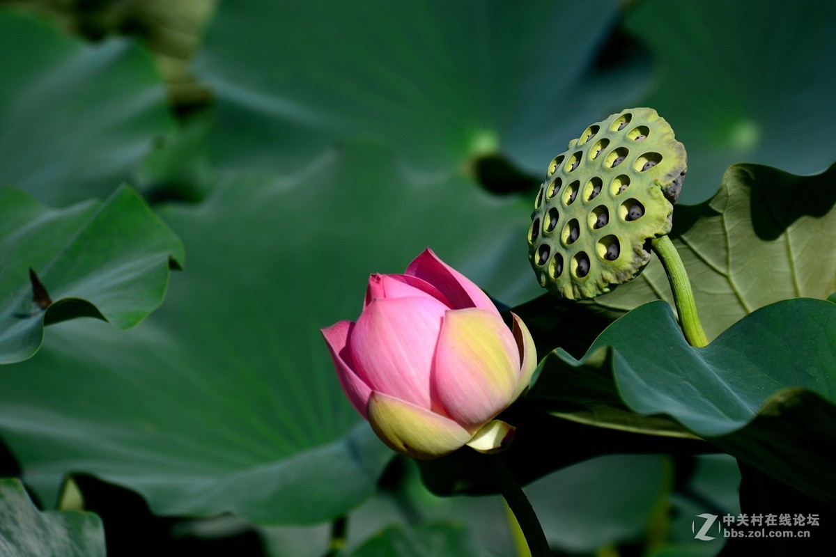 荷花和惜花之人