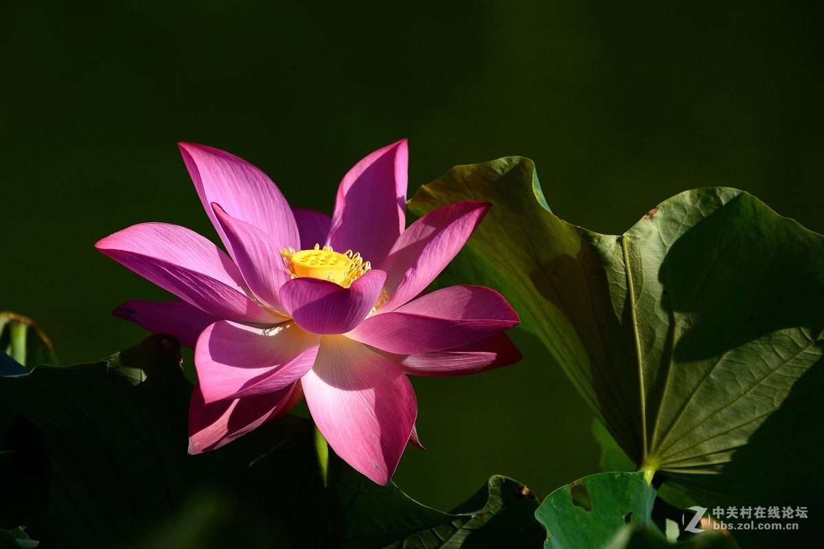 荷花和惜花之人