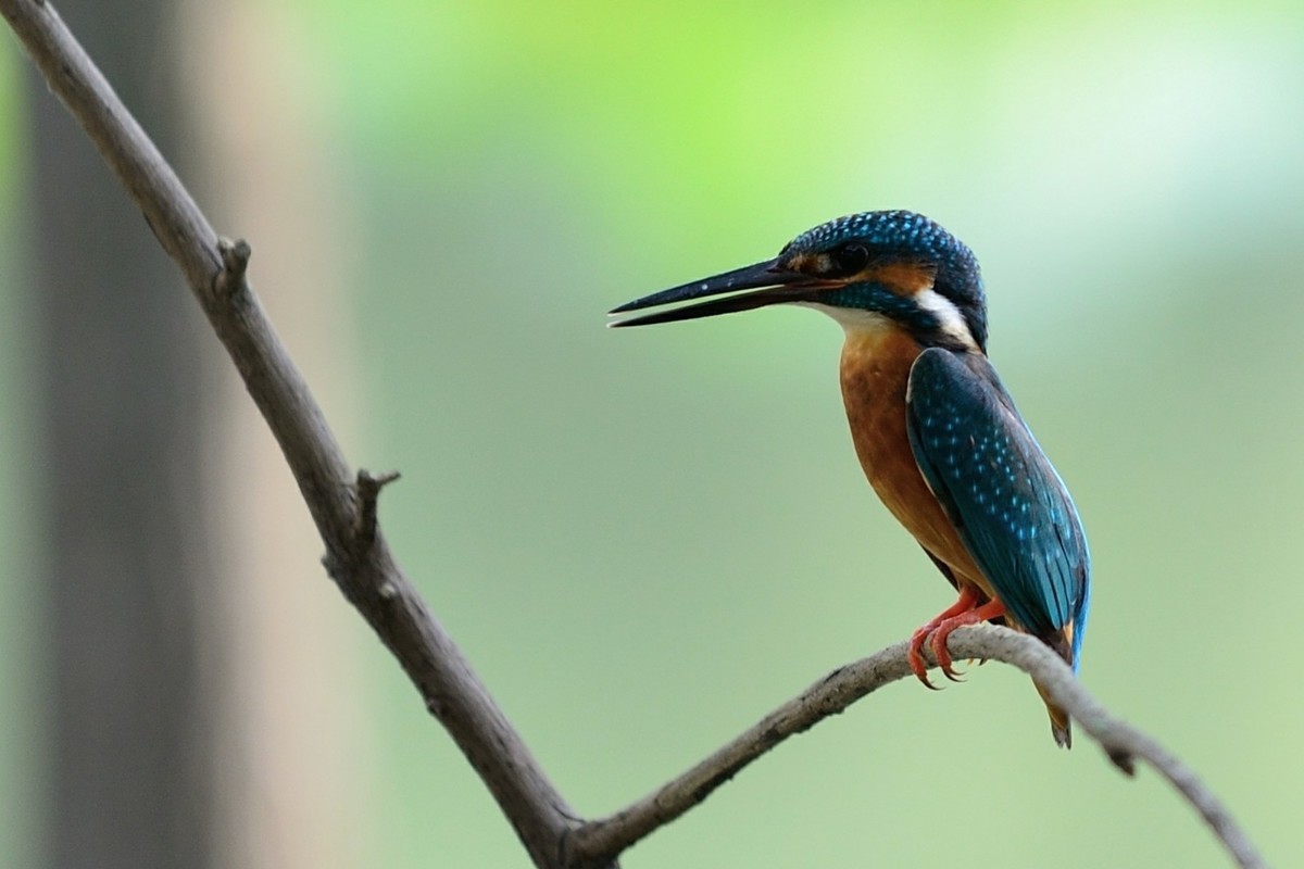 D610+70-200 F4