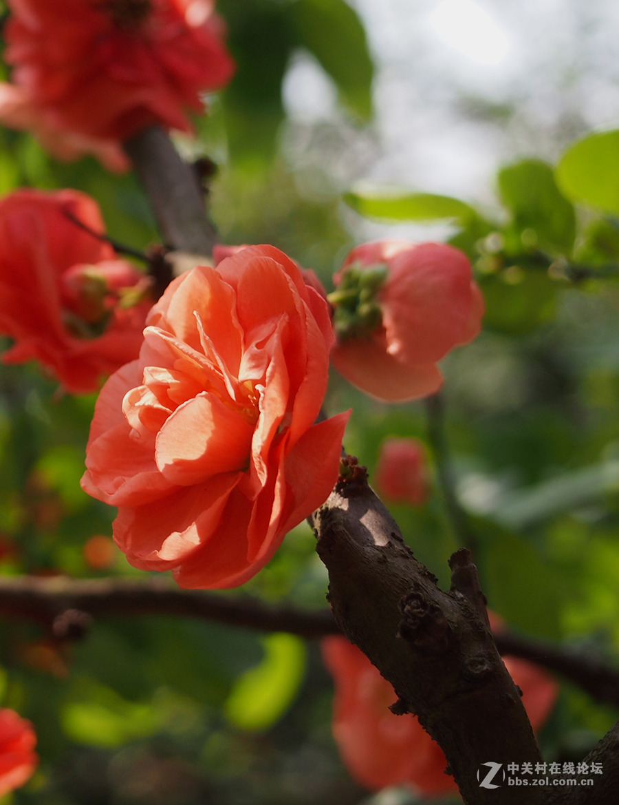 阳光照射的牡丹海棠花