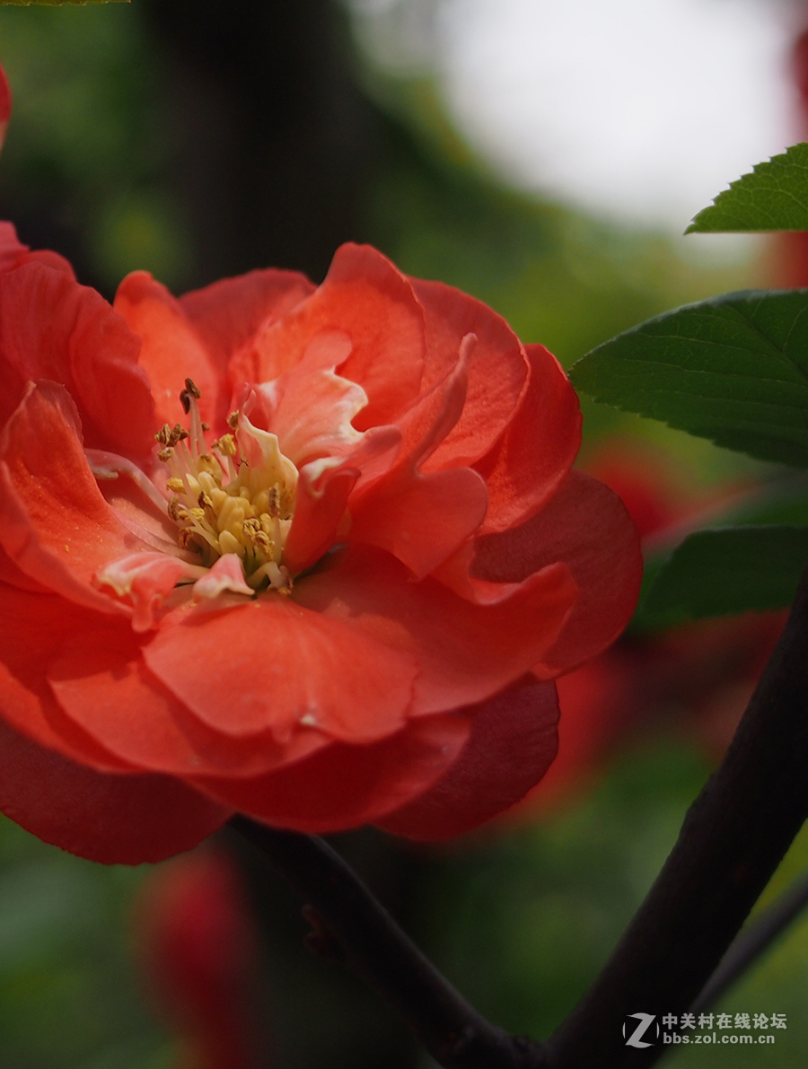 牡丹海棠开花特点图片