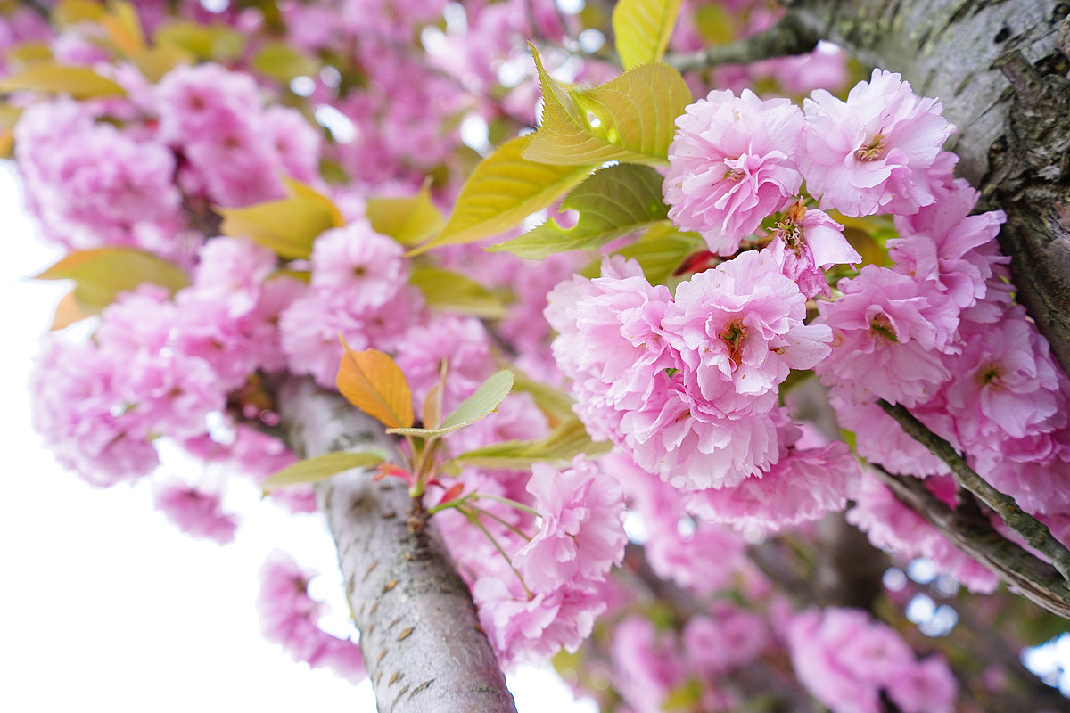 a7m2套机旅游随拍