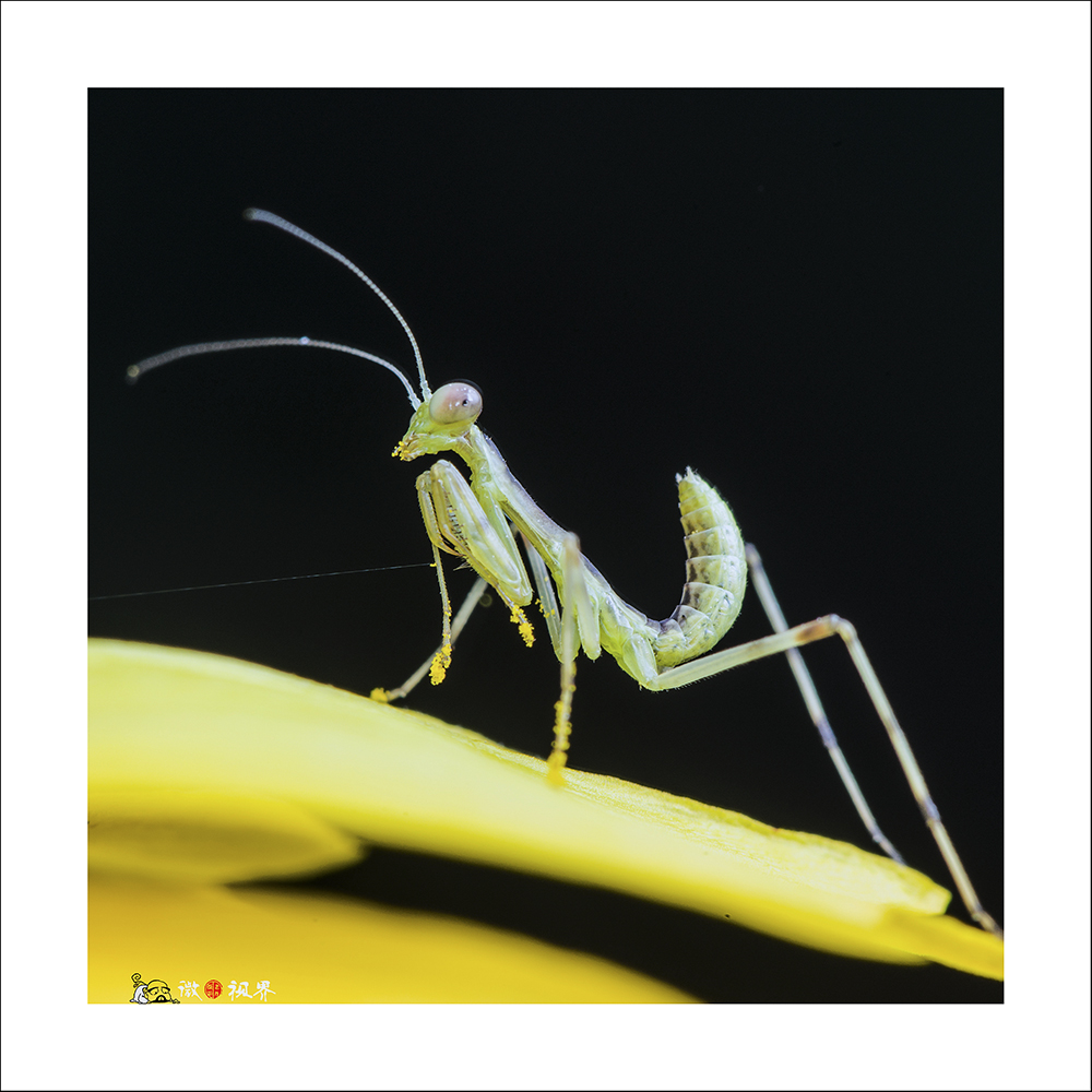 佳能7DⅡ星空(中国)6月份美帖共享