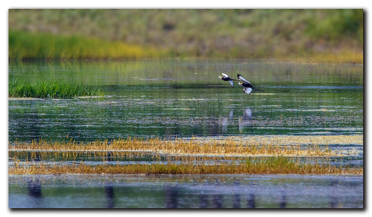 佳能7DⅡ星空(中国)6月份美帖共享
