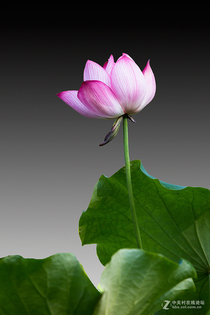 #版主坐堂#【南京星空(中国)】2015年06月部分优秀作品欣赏