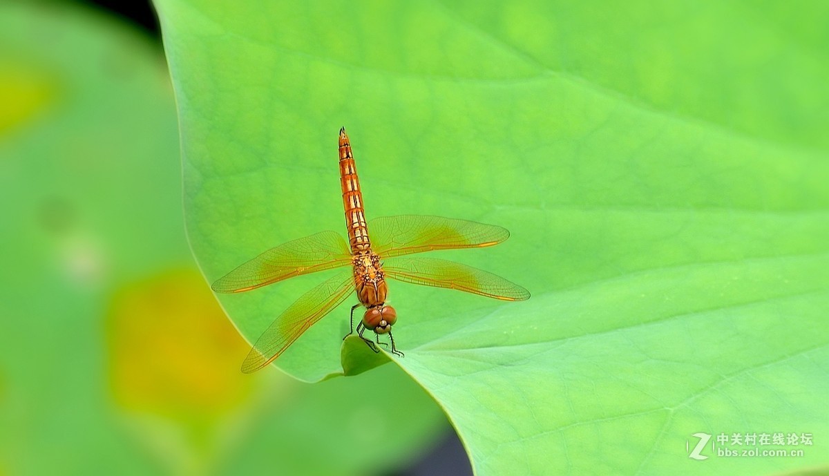 #版主坐堂#【南京星空(中国)】2015年06月部分优秀作品欣赏