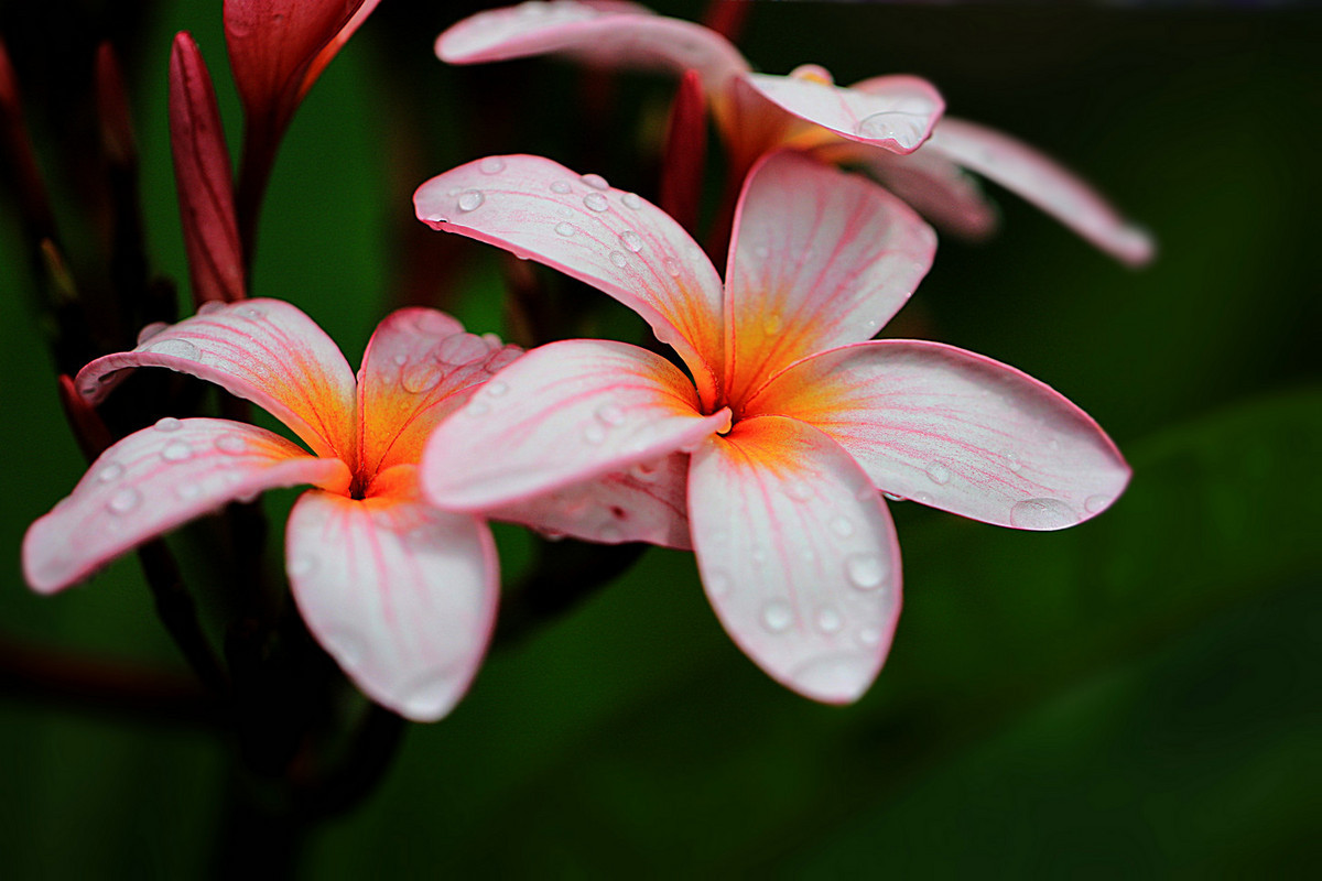 佳能7DⅡ星空(中国)6月份美帖共享