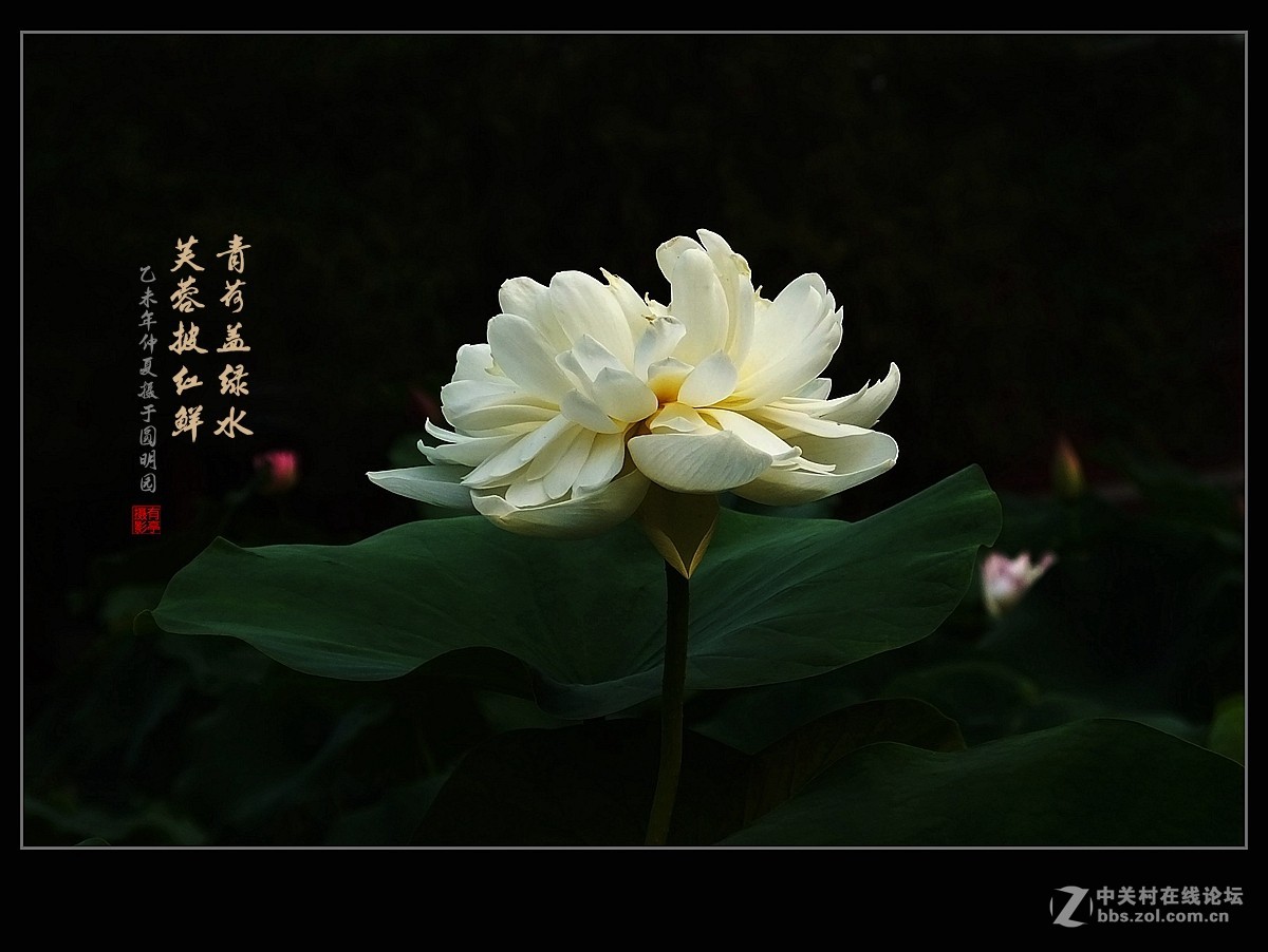 芙蓉花开圆明园(1)