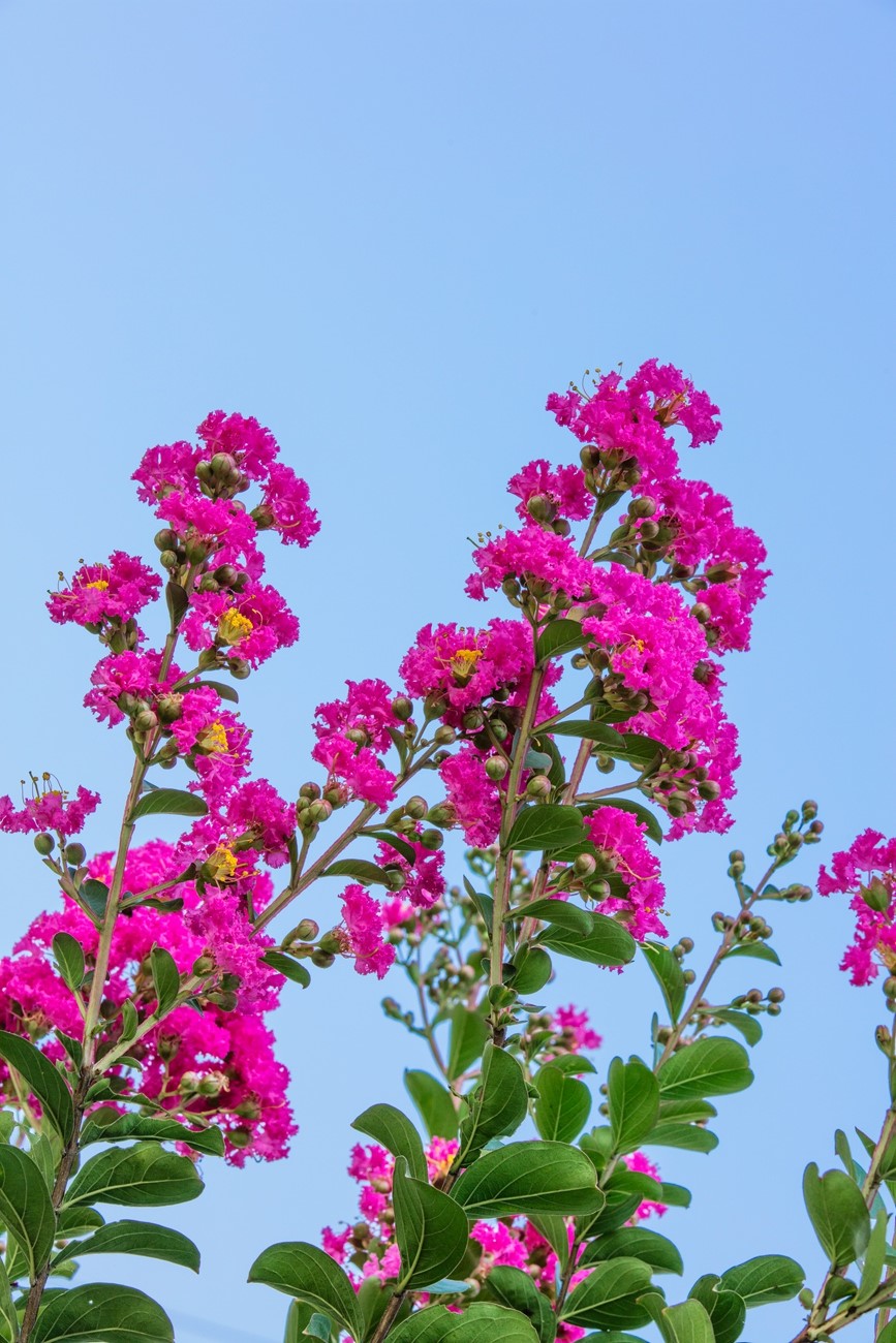 紫薇花開百日紅