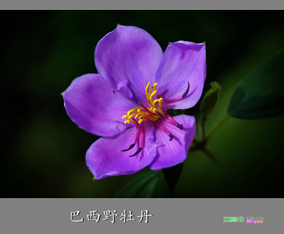 巴西野牡丹花——8P