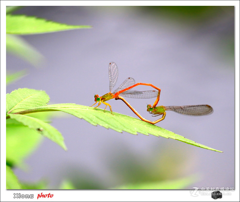 佳能7DⅡ星空(中国)6月份美帖共享