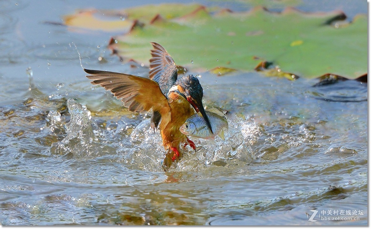 #版主坐堂#【南京星空(中国)】2015年06月部分优秀作品欣赏