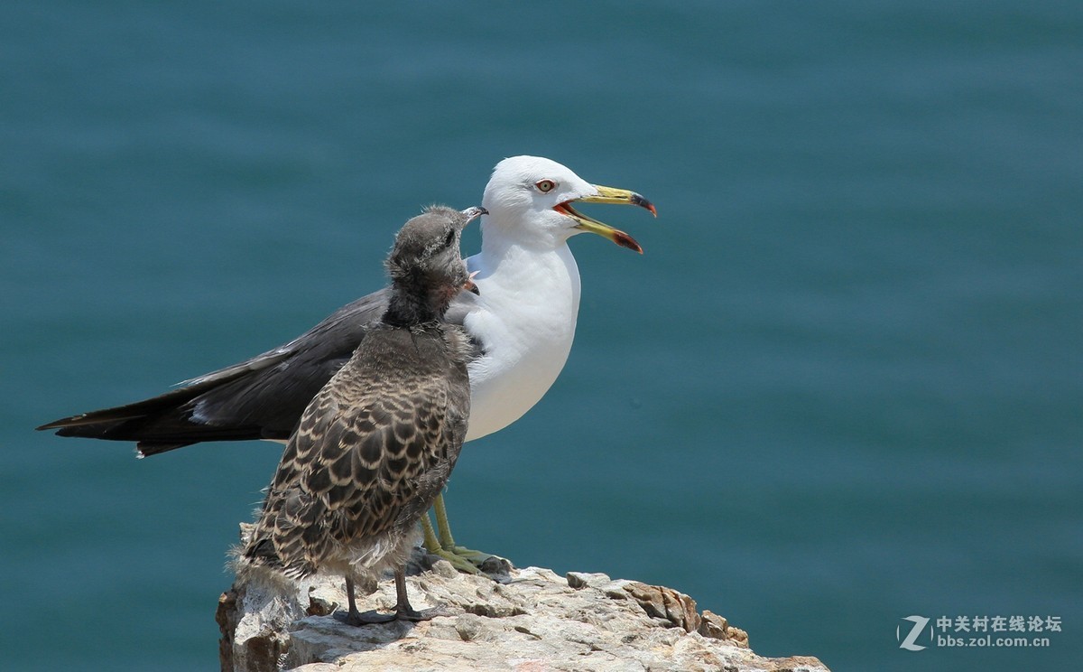 佳能7DⅡ星空(中国)6月份美帖共享