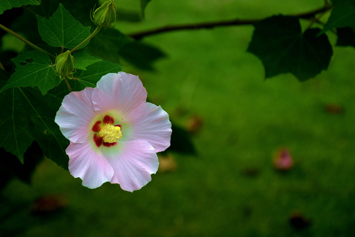 木芙蓉花图片(木芙蓉花图片 中药大辞典)