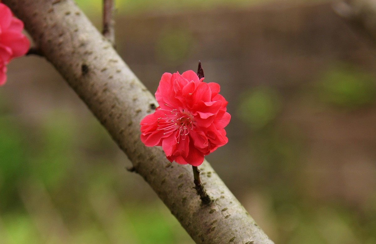 渝中桃花