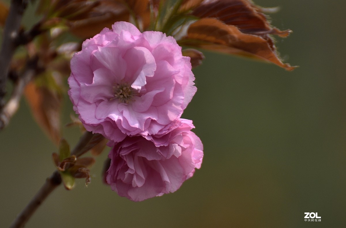 樱花