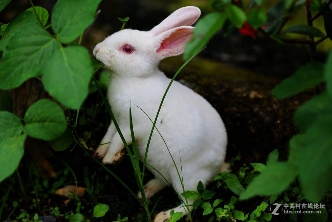 爱死小白兔素质如何,大家鉴定一下~有图有真相哦