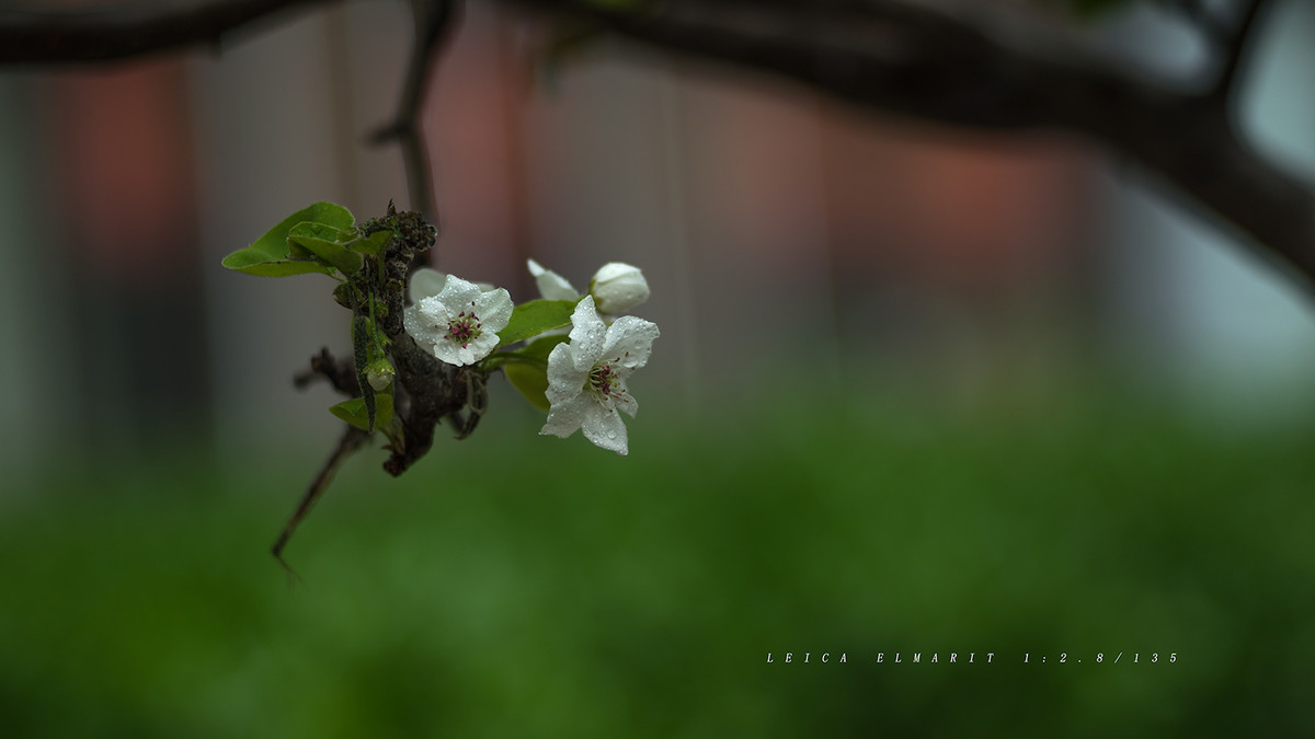 转接LEICA ELMARIT 1:2.8/135