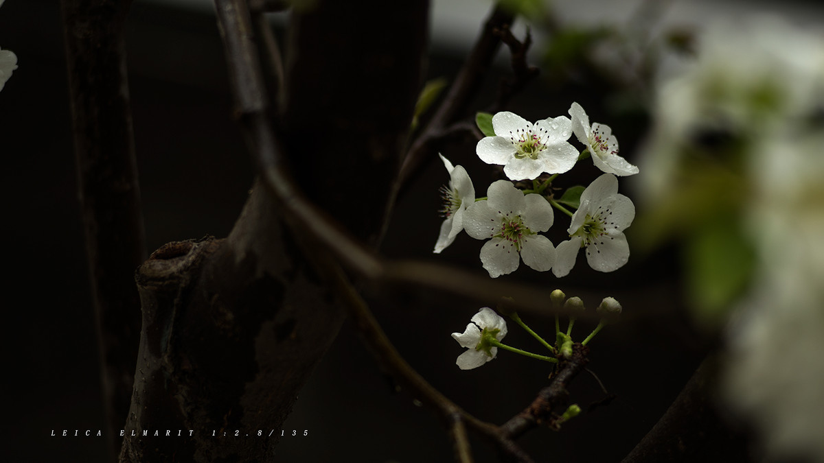 转接LEICA ELMARIT 1:2.8/135