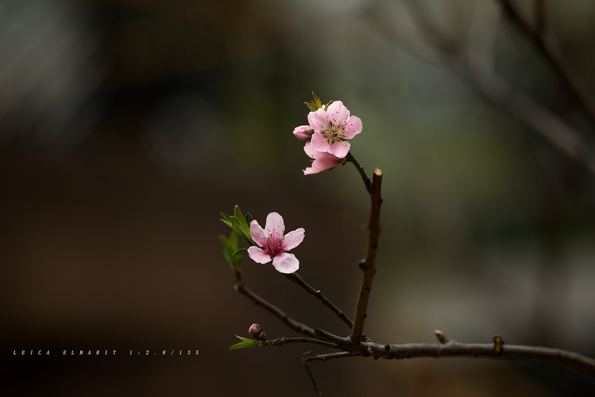 转接LEICA ELMARIT 1:2.8/135