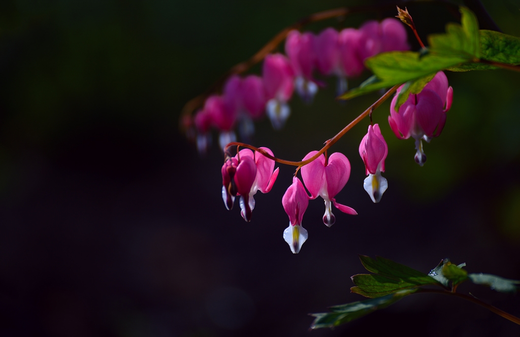 #版主坐堂#《我镜头下最美的花儿》摄影比赛活动评比结果公告