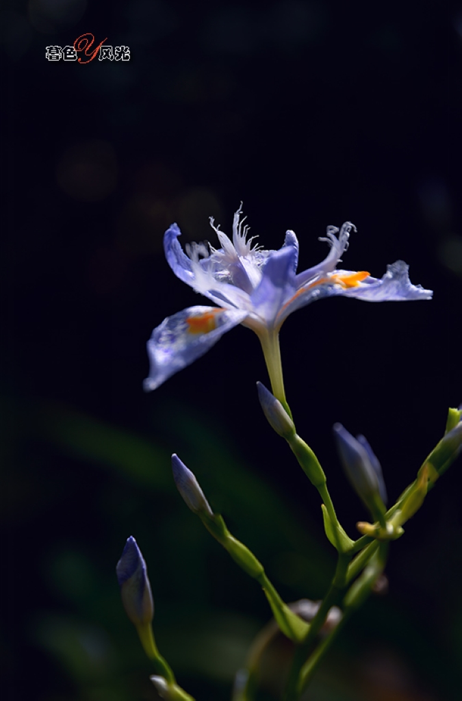 #版主坐堂#《我镜头下最美的花儿》摄影比赛活动评比结果公告