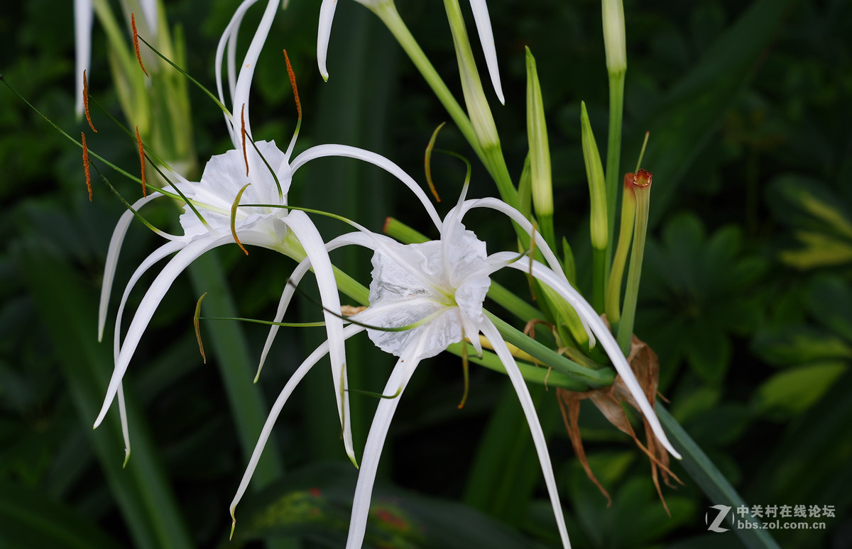 那些漂亮的花儿